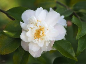 Camellia ‘Scentuous’ x Camellia lutchuenensis