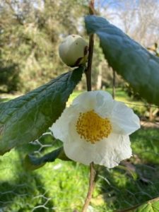 Camellia trichocarpa