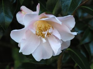 Camellia x williamsii ‘Delia Williams’