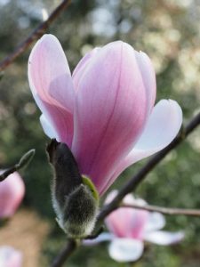 Magnolia sprengeri var. sprengeri