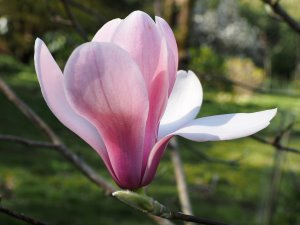 Magnolia sprengeri var. sprengeri