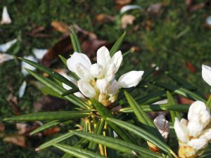 Rhododendron hyperythrum ‘Omo’