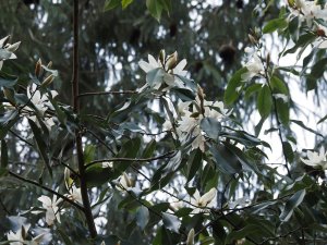 Magnolia maudiae var. platypetala