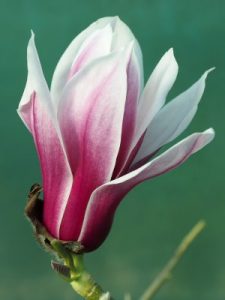 Magnolia ‘Pickard’s Schmetterling’