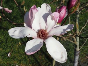 Magnolia ‘Anya’
