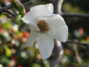 Magnolia pseudokobus ‘Kubishimodoki’