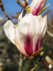 Magnolia x brooklynensis ‘Titan’