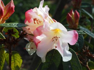 Rhododendron ‘Else Freye’