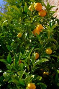 Citrus ‘Calamondin Orange’