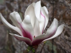 Magnolia Pickard’s Hybrid ‘PP7’