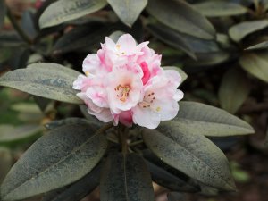 Rhododendron pseudochrysanthemum