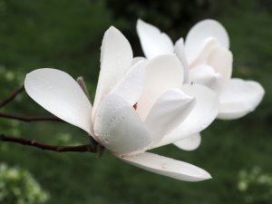 Magnolia ‘Joli Pompom’