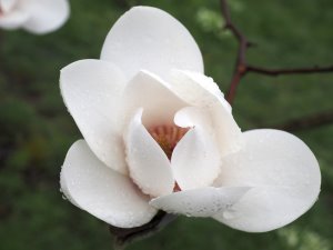 Magnolia ‘Joli Pompom’