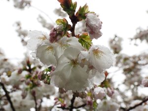 Prunus ‘Shirotae’