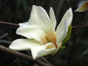 Magnolia acuminata ‘Sunray’