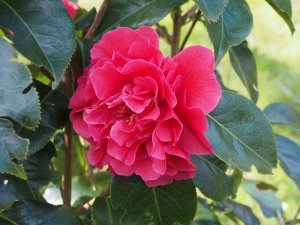 Camellia reticulata ‘Larry Piet’