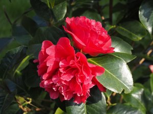 Camellia reticulata ‘Larry Piet’