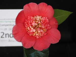 Camellia japonica ‘Anemoneflora’