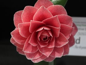 Camellia japonica ‘Augusto Leal de Gouveia Pinto’