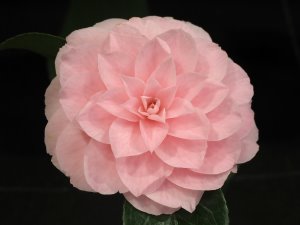 Camellia japonica ‘Cheryl Lynn’