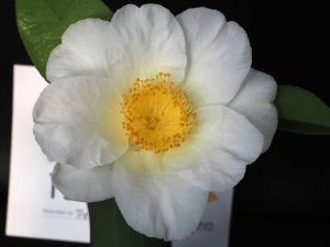 Camellia japonica ‘Cornish Excellence’
