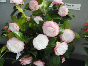 Camellia japonica ‘Desire’
