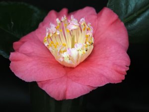 Camellia japonica ‘Dewatairin’