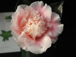 Camellia japonica ‘Elegans Splendor’