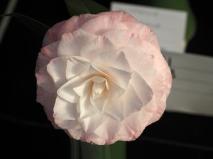 Camellia japonica ‘Grace Abviton’