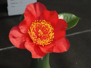 Camellia japonica ‘Happy Higo’