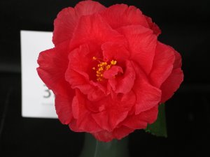 Camellia japonica ‘Holly Bright’
