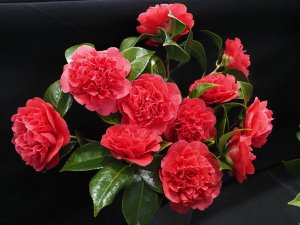 Camellia japonica ‘Kramer’s Supreme’