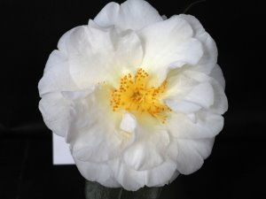 Camellia japonica ‘Love Light’