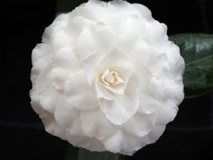 Camellia japonica ‘Matterhorn’