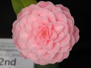 Camellia japonica ‘Nuccio’s Cameo’