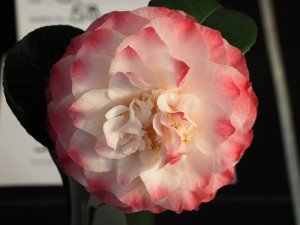 Camellia japonica ‘Nuccio’s Pearl’
