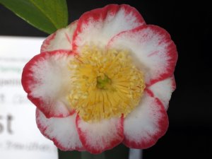 Camellia japonica ‘Okan Higo’