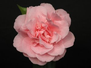 Camellia japonica ‘Pink Chiffon’