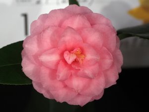 Camellia japonica ‘Spring Festival’