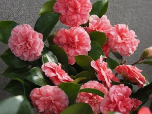Camellia japonica ‘Vittoro Emanuele II’