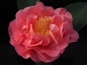 Camellia reticulata ‘Emma Gaet’