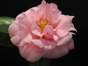 Camellia reticulata ‘Lila Naff’