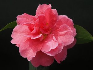 Camellia reticulata ‘Ming Temple’