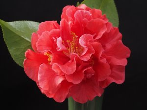 Camellia reticulata ‘Miss Tulare’