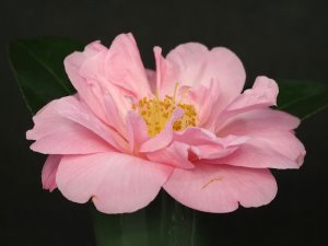 Camellia x williamsii ‘Jenefer Carlyon’