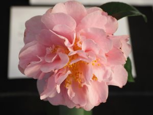 Camellia x williamsii ‘Tregrehan’