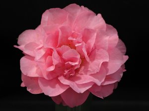 Camellia x williamsii ‘Joan Trehane’