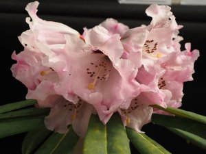Rhododendron asterochnoum