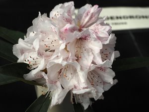 Rhododendron ‘Boddartianum’
