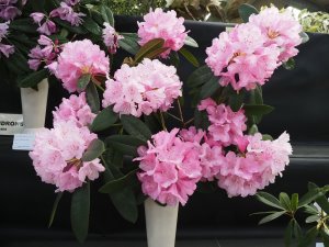 Rhododendron phaeochrysum